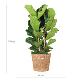 Ficus Lyrata XL met mand Torun - 140cm - Ø27