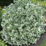 Euonymus 'Emerald 'n Gaity' - Kardinaalsmuts- ↕10-25cm - Ø9cm - 12x