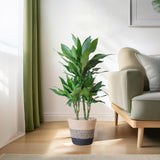 Dracaena  Janet Lindt met Mand Lissabon zwart - 95cm - Ø21