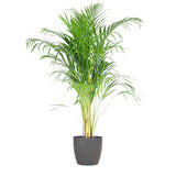 Areca Palm (Dypsis) mit Viber Grijs - 100cm - Ø21