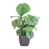 Calathea Orbifolia met Viber grijs - 65cm - Ø19