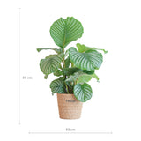 Calathea Orbifolia met Sofia mand naturel - 65cm - Ø19