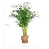 Areca Palm (dypsis) XL met mand Torun - 120cm - Ø24