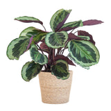 Calathea Medaillon met Sofia mand naturel - 65cm - Ø19