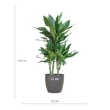 Dracaena  Janet Lindt met Viber grijs - 95cm - Ø21