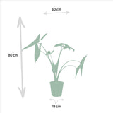 Monstera Deliciosa + Alocasia Zebrina + Strelitzia Nicolai + Musa Dwarf Cavendish