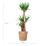 Yucca XL met mand Torun - 125cm - Ø24