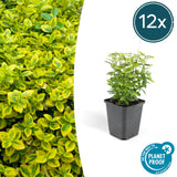 Euonymus fortunei 'Emerald ’n Gold' - Kardinaalsmuts -↕10-25cm - Ø9cm - 12x