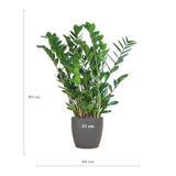 Zamioculcas Zamiifolia met Viber grijs - 80cm - Ø21