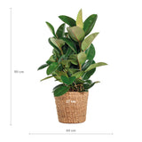 Ficus Elastica Robusta XL met mand Torun - 90cm - Ø27