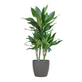 Dracaena  Janet Lindt met Viber grijs - 95cm - Ø21