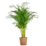 Areca Palm (dypsis) XL met mand Torun - 120cm - Ø24