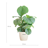 Calathea Orbifolia met Viber wit - 65cm - Ø19