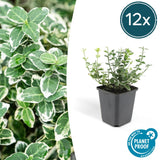 Euonymus 'Emerald 'n Gaity' - Kardinaalsmuts- ↕10-25cm - Ø9cm - 12x