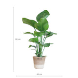 Strelitzia Nicolai met Lissabon mand wit - 80cm - Ø19