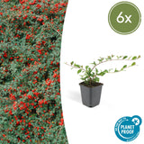 Cotoneaster dammeri - Dwergmispel - ↕10-25cm - Ø9cm - 6x