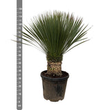 Yucca Rostrata - 120cm- Ø35