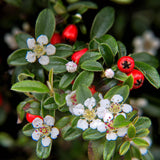 Cotoneaster dammeri - Dwergmispel - ↕10-25cm - Ø9cm - 6x