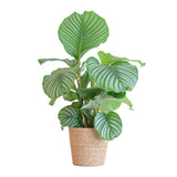 Calathea Orbifolia met Sofia mand naturel - 65cm - Ø19