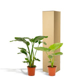 Strelitzia Nicolai - Ø19cm - ↕85cm + Alocasia Macrorrhiza - Ø19cm - ↕70cm