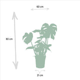 Monstera Deliciosa + Musa Dwarf Cavendish + Strelitzia Nicolai