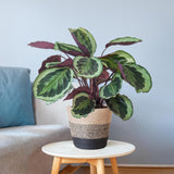 Calathea Medaillon met Lissabon mand zwart - 65cm - Ø19