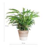 Calathea Rufibarba met Mand Lissabon wit - 55cm - Ø17