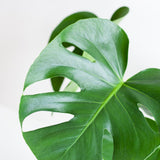 Monstera Deliciosa met Lissabon mand wit  - 50cm - Ø17