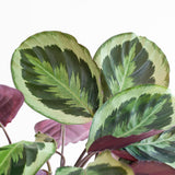 Calathea Medaillon met Sofia mand naturel - 65cm - Ø19