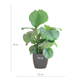 Calathea Orbifolia met Viber grijs - 65cm - Ø19