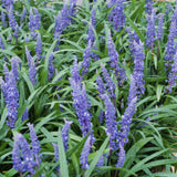 Liriope muscari 'Big Blue' - Leliegras - ↕10-25cm - Ø9cm - 20x