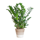 Zamioculcas Zamiifolia met Mand Lissabon wit  - 80cm - Ø21