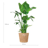 Strelitzia Nicolai XL met mand Torun - 140cm - Ø27