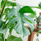 Monstera Deliciosa XL met mand Torun - 120cm - Ø24