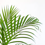 Areca Palm (Dypsis) met Lissabon mand wit - 100cm - Ø21