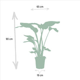 Monstera Deliciosa + Alocasia Zebrina + Strelitzia Nicolai + Musa Dwarf Cavendish