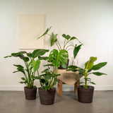 Monstera Deliciosa + Alocasia Zebrina + Strelitzia Nicolai + Musa Dwarf Cavendish