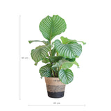 Calathea Orbifolia met Lissabon mand zwart - 65cm - Ø19