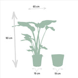 Strelitzia Nicolai - Ø19cm - ↕85cm + Monstera Deliciosa - Ø21cm - ↕75cm + Mand Igmar