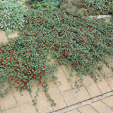 Cotoneaster dammeri - Dwergmispel - ↕10-25cm - Ø9cm - 12x