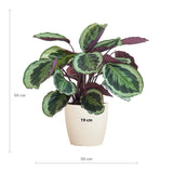 Calathea Medaillon met Viber wit - 65cm - Ø19