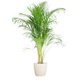 Areca Palm (Dypsis) met Viber wit - 100cm - Ø21