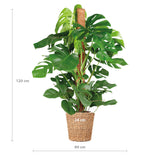 Monstera Deliciosa XL met mand Torun - 120cm - Ø24