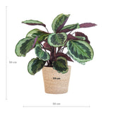 Calathea Medaillon met Sofia mand naturel - 65cm - Ø19