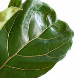 Ficus Lyrata - Ø24cm - ↕110cm