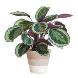 Calathea Medaillon met Lissabon mand wit - 65cm - Ø19