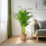 Areca Palm (dypsis) XL met mand Torun - 120cm - Ø24