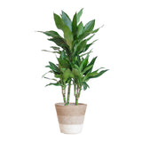 Dracaena  Janet Lindt met mand Lissabon wit - 95cm - Ø21