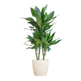 Dracaena  Janet Lindt met Viber wit - 95cm - Ø21