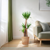 Yucca XL met mand Torun - 125cm - Ø24